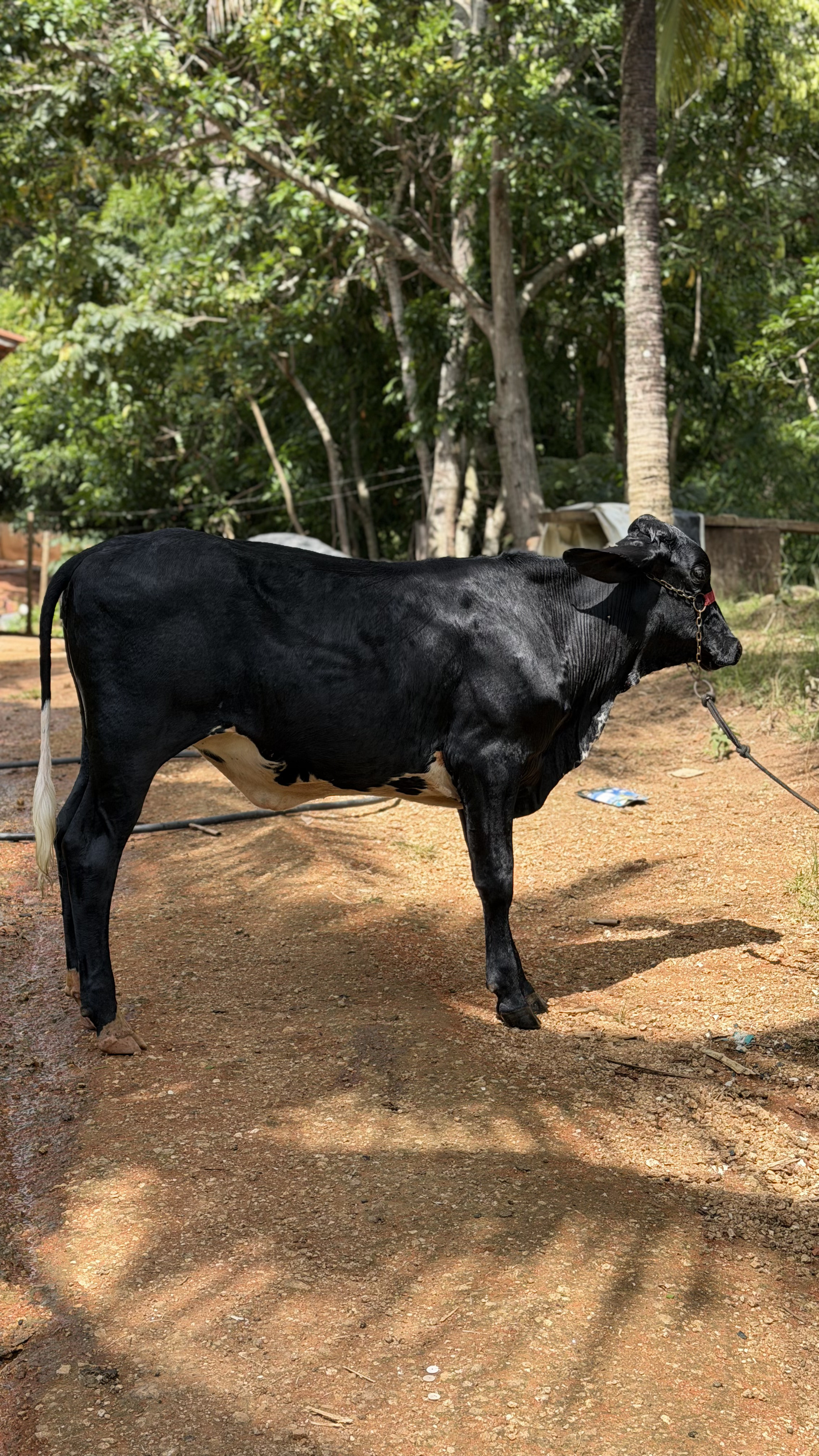 Prêmio novilhota de fiv ou R$5.000,00